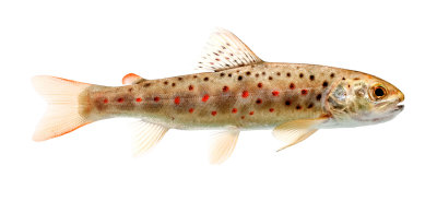 Juvenile Brown Trout (Salmo trutta)