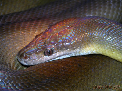 rainbow serpent