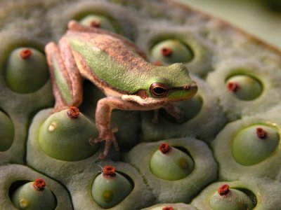 Dwarf green tree frog