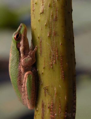 Dwarf green tree frog on lotus stem
