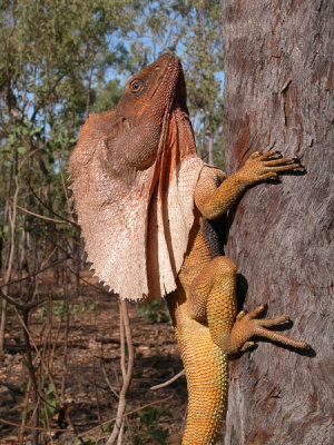 Frill-necked lizard