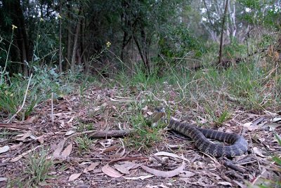 Mainland Tiger Snake