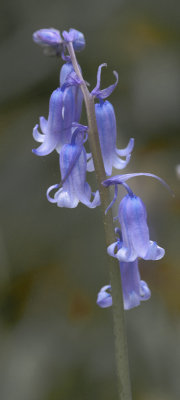 Blue Bell (IWF)