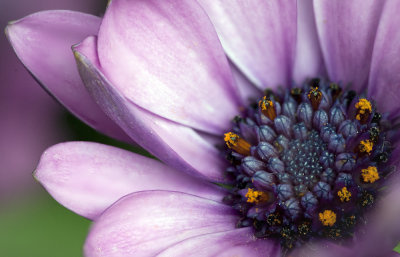 Daisy 2