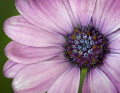 Daisy 3