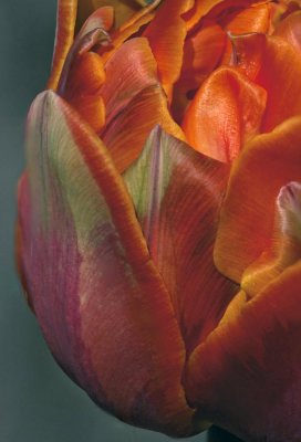 Tulip 2