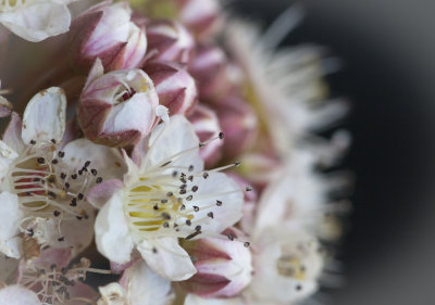 Brambles (IWF)