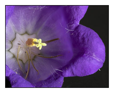 canterbury bell 