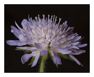 Field Scabious (IWF)