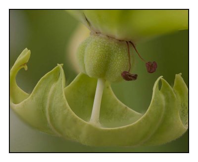 Sarracenia