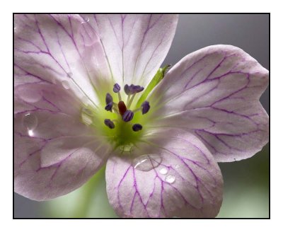 Geranium