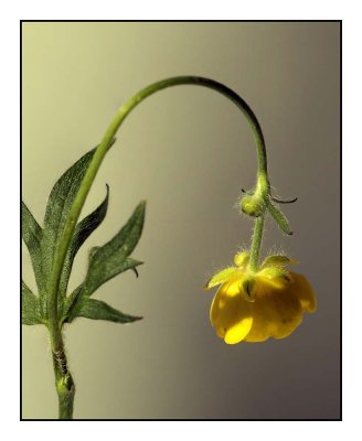 buttercup