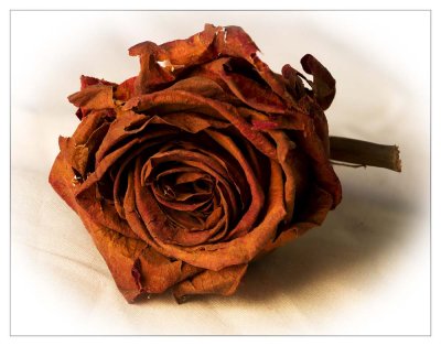 dried rose.jpg