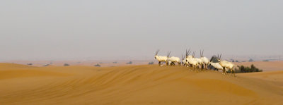 g9/58/357558/3/154998597.A7DekWdM.jpg