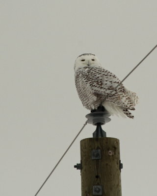 snowy owl 8x10.jpg