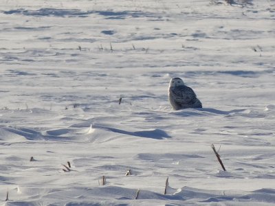 Snowy Owl in Michgan