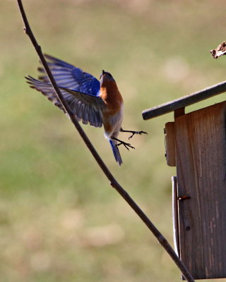 birds