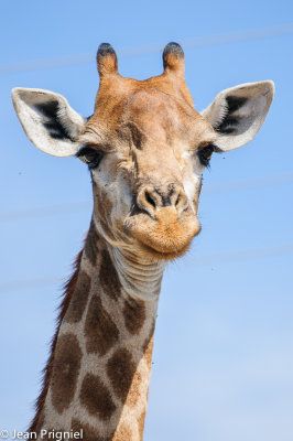 Timbavati reserve