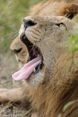 Timbavati reserve