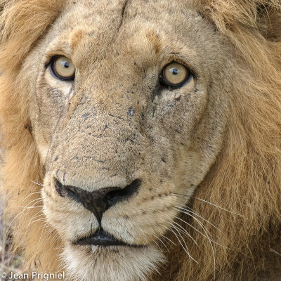 Timbavati reserve