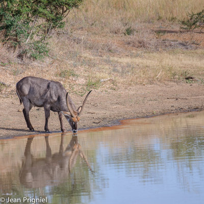 Timbavati reserve