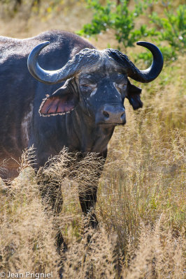 Timbavati reserve