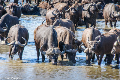 Timbavati reserve