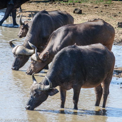 Timbavati reserve