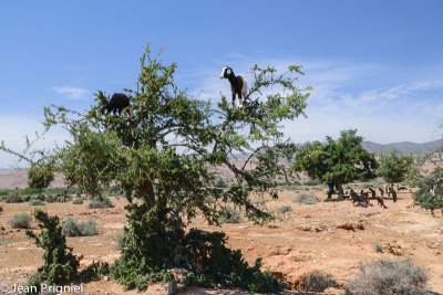 Plaine de souss