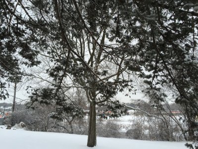 Another pretty, snowy day in Northfield!