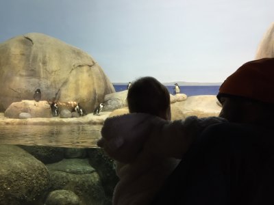 The penguins are pretty cool.