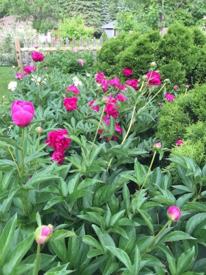 Peony bushes in full bloom