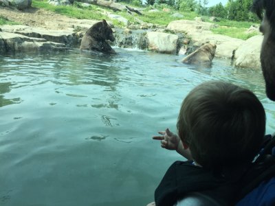 Watching the Bears at the MN Zoo keep cool in the water