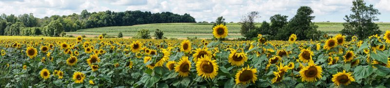 sunflowers