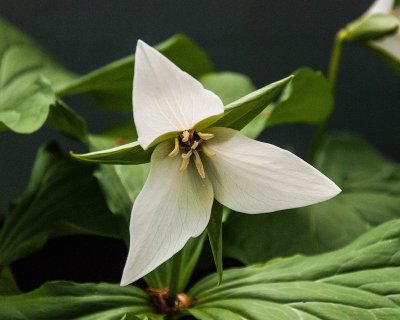 Trillium vii