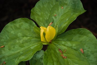 Trillium ix