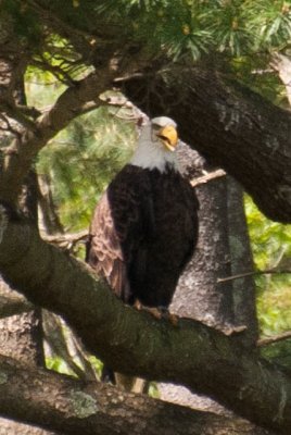 Bald Eagle 1