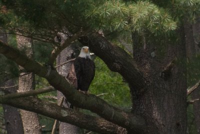 Bald Eagle 2