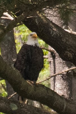 Bald Eagle 3