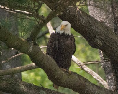 Eagles on Pine Creek