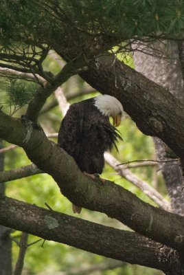 Bald Eagle 7