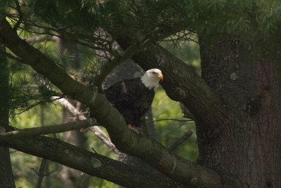 Bald Eagle, ready, set...