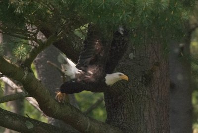 Bald Eagle, launch!