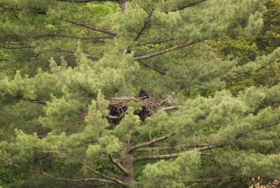 Bald Eagle, hatched March 2013 a