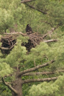 Eagles on Pine Creek