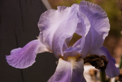Iris