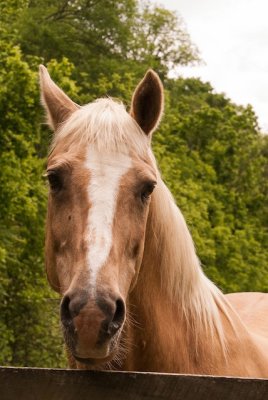 horse