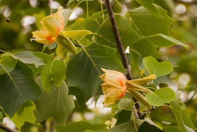 tulip tree flower
