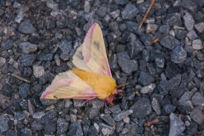 2013 Pa 10