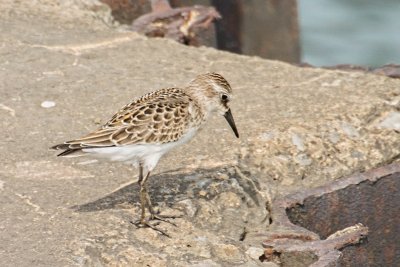 juvenile sandpiper?